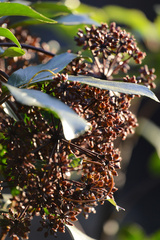 Pseudopanax arboreus