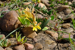 Babiana patula