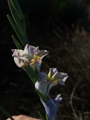 Gladiolus carinatus