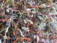 Kelleria dieffenbachii