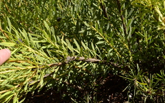 Leucadendron salignum