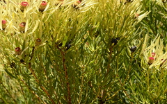 Leucadendron salignum