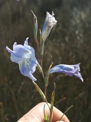 Gladiolus gracilis