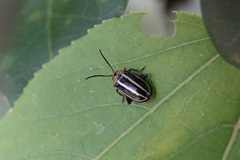 Disonycha glabrata
