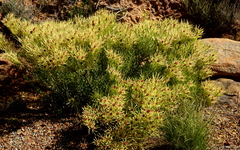 Leucadendron salignum
