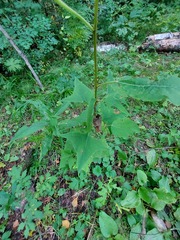 Parasenecio hastatus