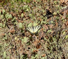 Iphiclides podalirius