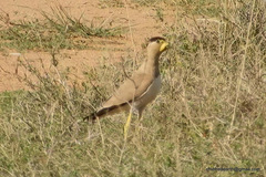 Vanellus malabaricus