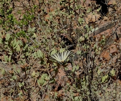 Iphiclides podalirius