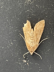 Parapoynx stratiotata