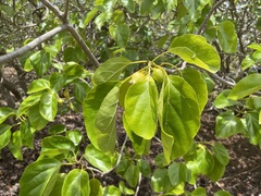 Cordia subcordata