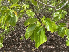 Cordia subcordata