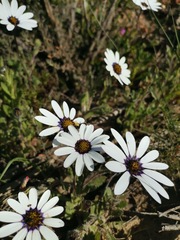 Dimorphotheca