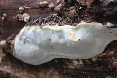 Fomitopsidaceae