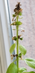 Ocimum basilicum
