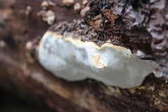 Fomitopsidaceae