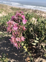 Limonium peregrinum