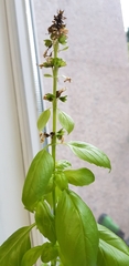 Ocimum basilicum