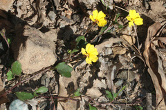 Goodenia rotundifolia