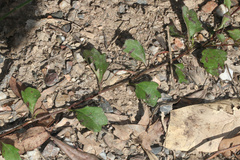Goodenia rotundifolia