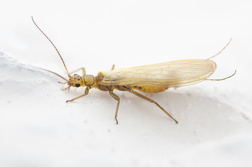 Small Yellow Sally photo 4