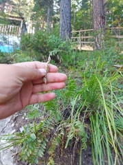Festuca