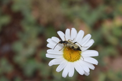 Lepturini