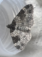 Xanthorhoe fluctuata