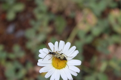 Lepturini