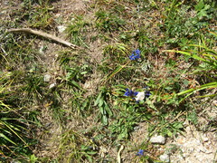 Gentiana tianschanica