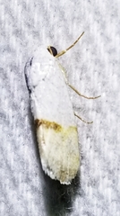Acontiinae