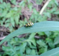 Diabrotica undecimpunctata