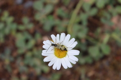 Lepturini