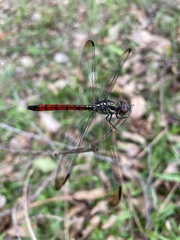 Lathrecista asiatica