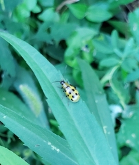 Diabrotica undecimpunctata