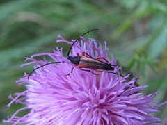 Stenurella jaegeri