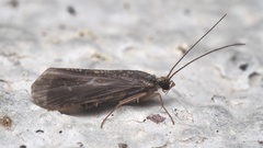 Trichoptera