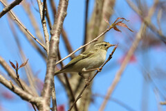 Phylloscopus inornatus