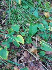 Maianthemum bifolium