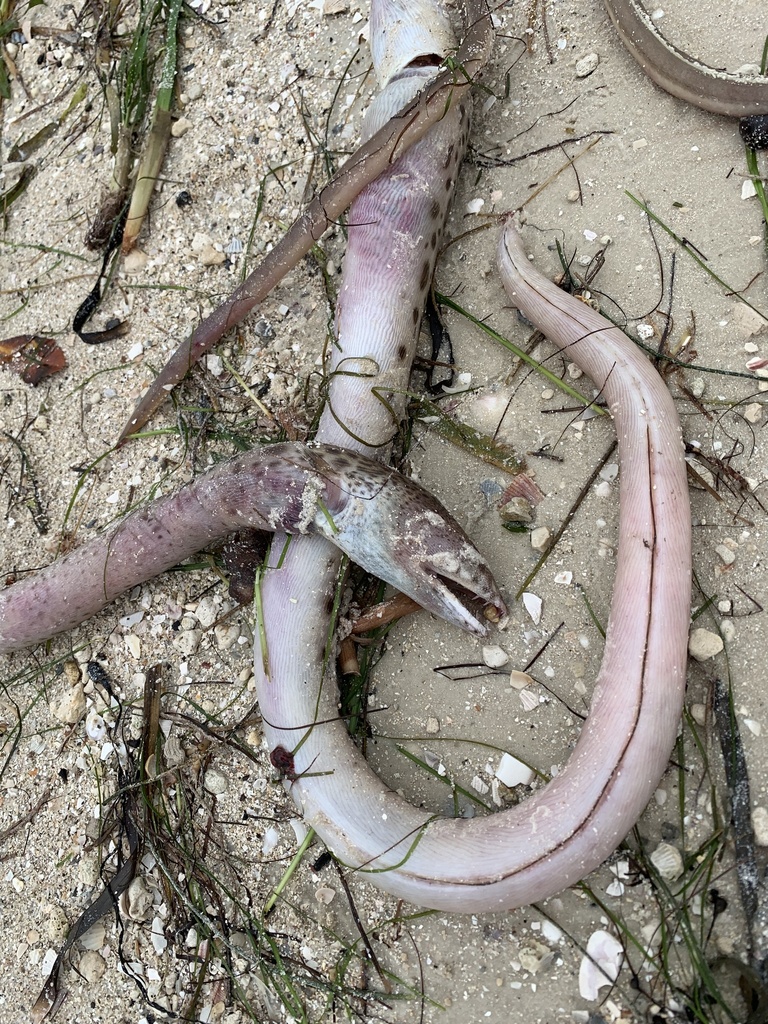 Spotted Spoon-nose Eel