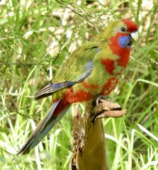 Platycercus elegans