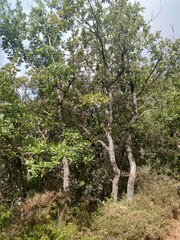 Quercus faginea