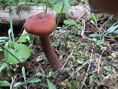 Laccaria amethysteo-occidentalis