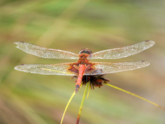 Tramea basilaris