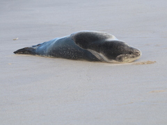 Hydrurga leptonyx