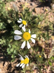 Foveolina tenella