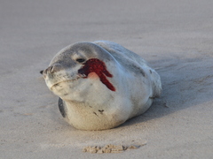 Hydrurga leptonyx