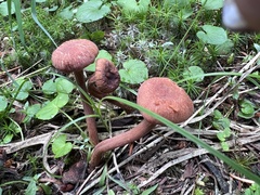 Laccaria amethysteo-occidentalis