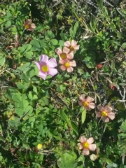 Oxalis obtusa