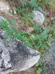 Astragalus inopinatus